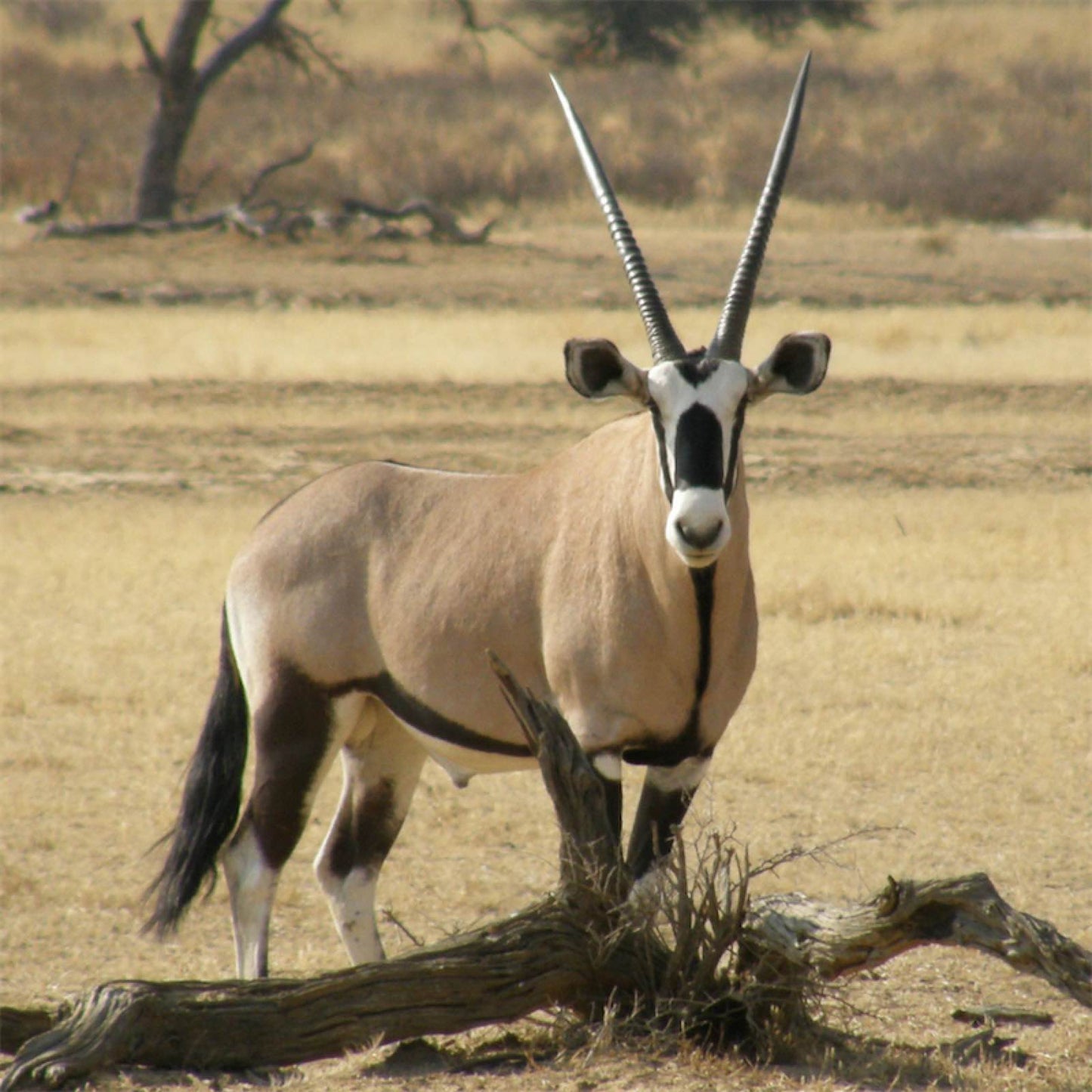 PASOTTI Oryx Horn Umbrella