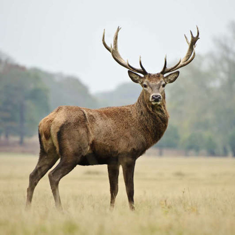 PASOTTI Deer Antler Cane