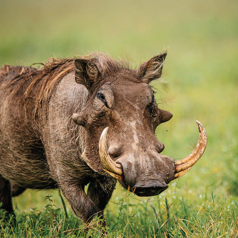 PASOTTI Warthog Tusk Cane