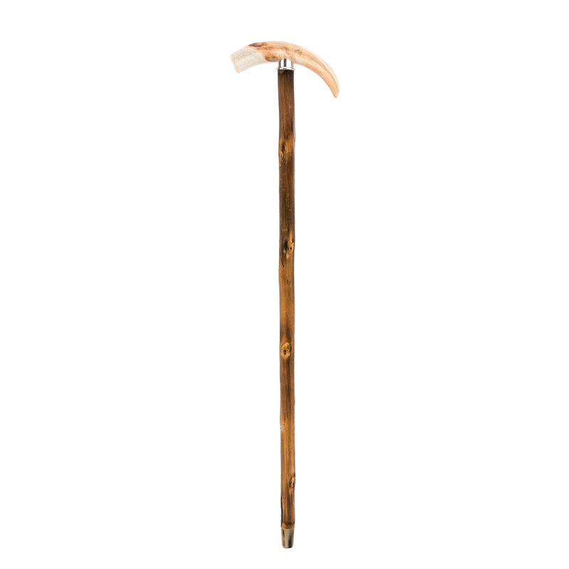 PASOTTI Warthog Tusk Cane