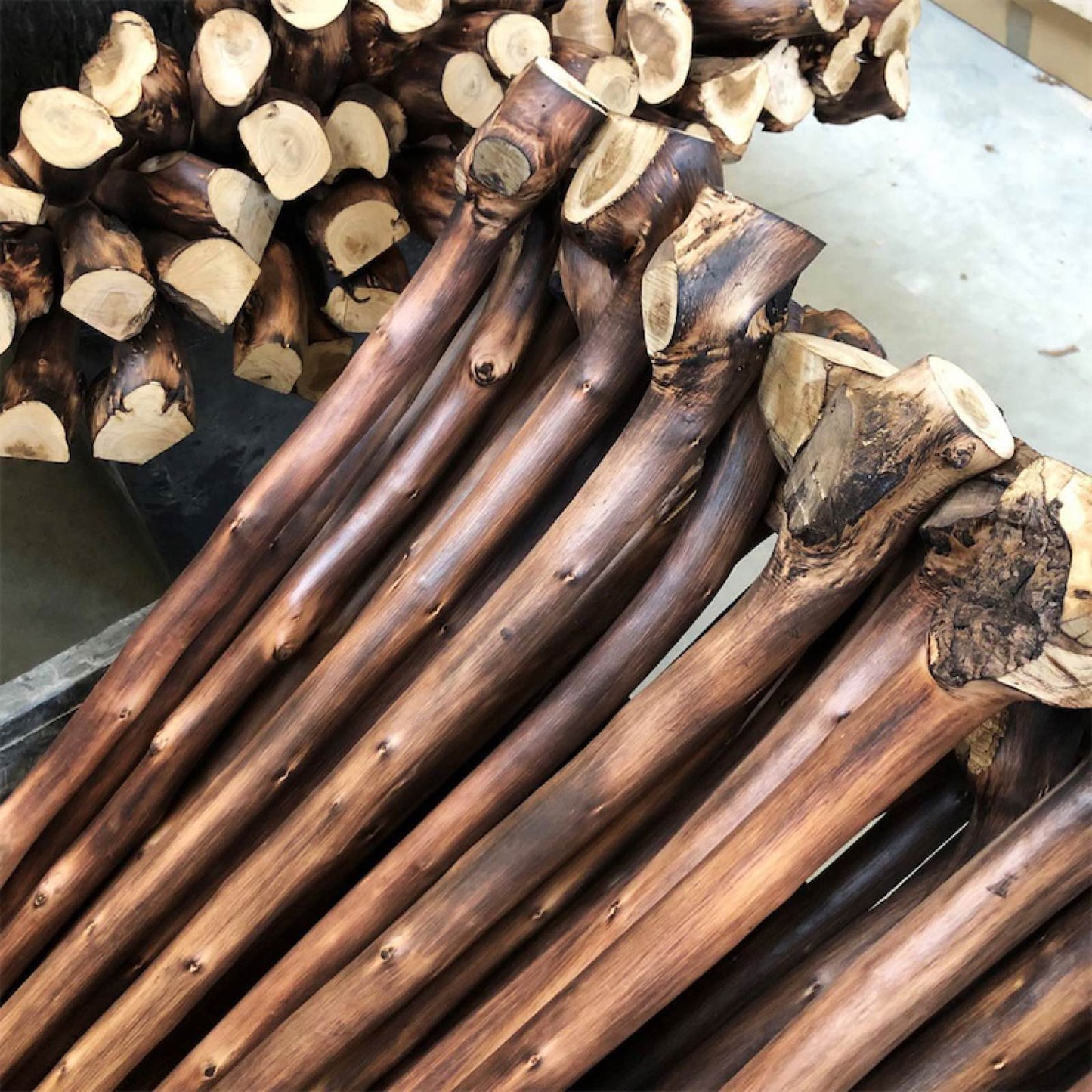 PASOTTI Chestnut Stick with Root